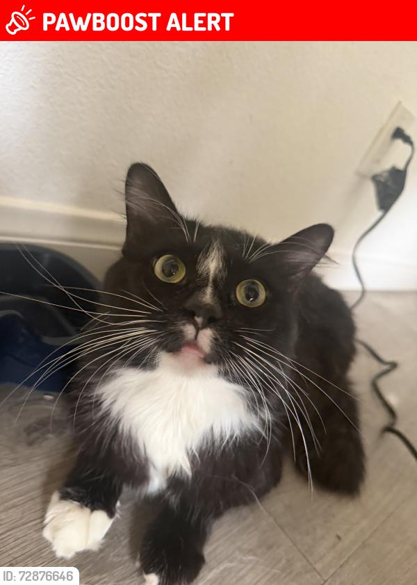 Lost Male Cat last seen Mesa Dr and Santa Ana blvd. , East Side Costa Mesa, CA 92707