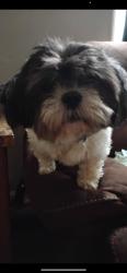 Lost Male Dog last seen The neighborhood Anderson circle , Newton County, GA 30014