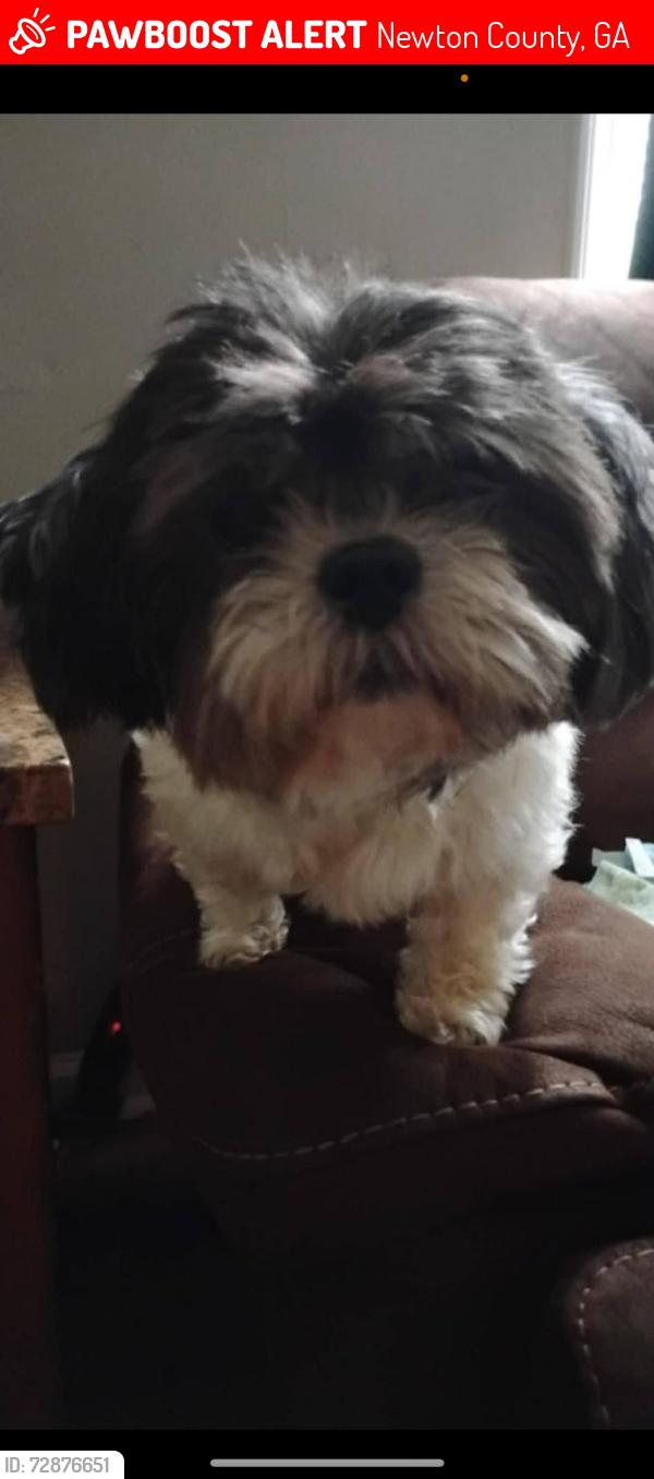 Lost Male Dog last seen The neighborhood Anderson circle , Newton County, GA 30014