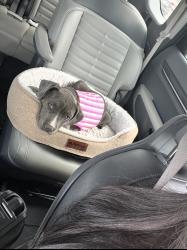 Lost Female Dog last seen Bristol park apmts , Nashville, TN 37115