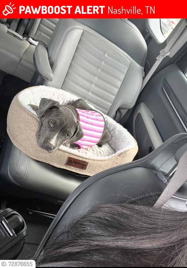 Lost Female Dog last seen Bristol park apmts , Nashville, TN 37115