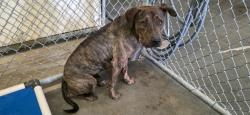 Shelter Stray Male Dog last seen , California City, CA 93505