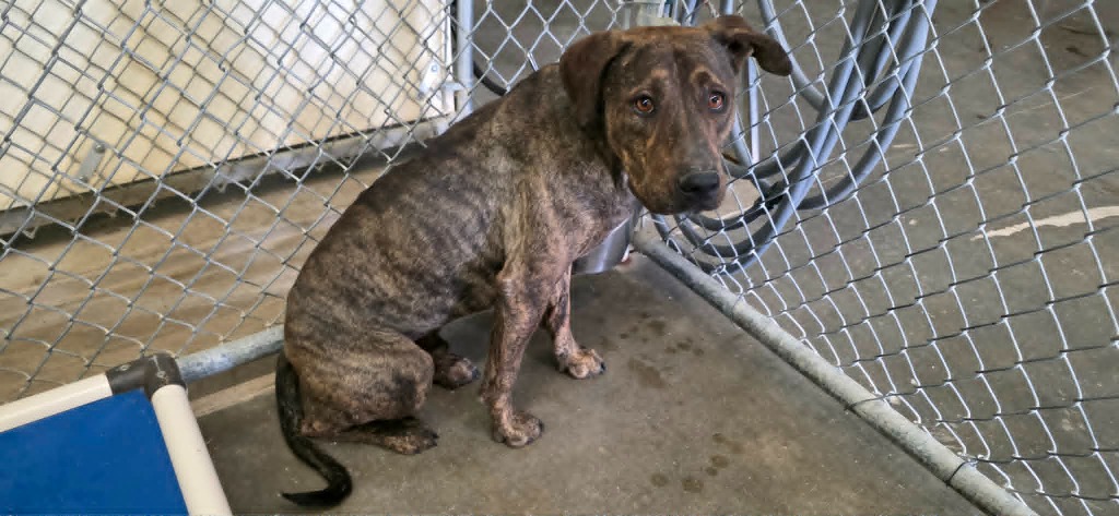 Shelter Stray Male Dog last seen , California City, CA 93505