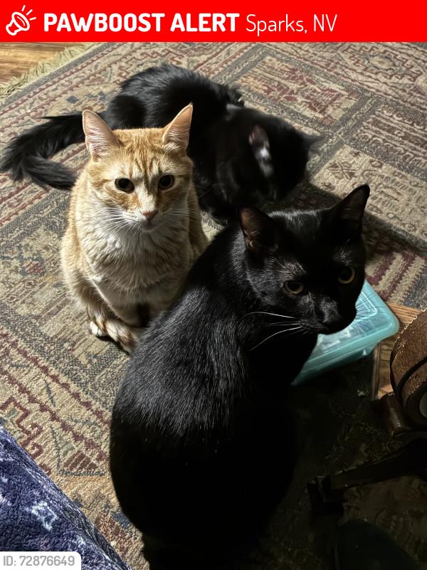 Lost Female Cat last seen Van Gorder Elementary , Sparks, NV 89436