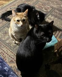 Lost Female Cat last seen Van Gorder Elementary , Sparks, NV 89436
