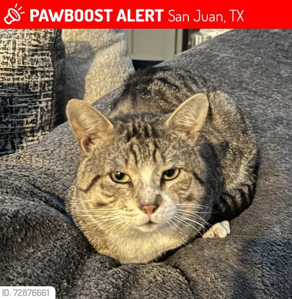 Lost Male Cat last seen Near veterans , San Juan, TX 78589