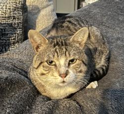 Lost Male Cat last seen Near veterans , San Juan, TX 78589