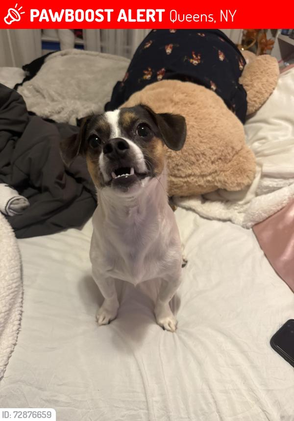 Lost Male Dog last seen Corner of Xenia St. and Martense Ave., Queens, NY 11368