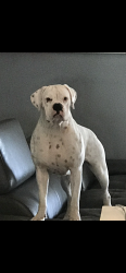Lost Female Dog last seen Western , Lehigh Acres, FL 33974