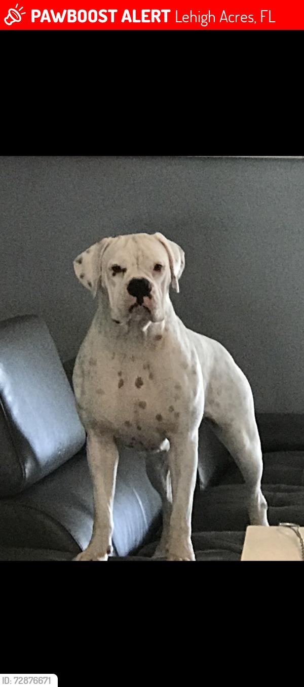 Lost Female Dog last seen Western , Lehigh Acres, FL 33974