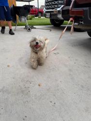 Found/Stray Unknown Dog last seen Las Arboledas Neighborbood, Hidalgo, TX 78557