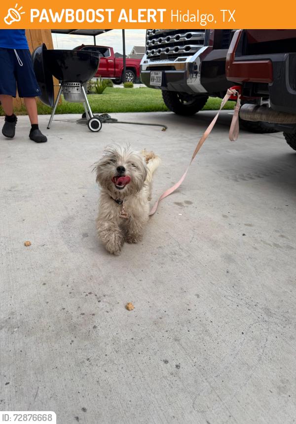 Found/Stray Unknown Dog last seen Las Arboledas Neighborbood, Hidalgo, TX 78557