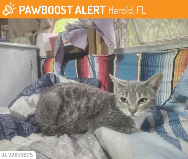 Found/Stray Female Cat last seen Female cat found on Ray Welsh lane, off deception rd. In Milton , Harold, FL 32583