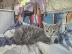 Found/Stray Female Cat last seen Female cat found on Ray Welsh lane, off deception rd. In Milton , Harold, FL 32583
