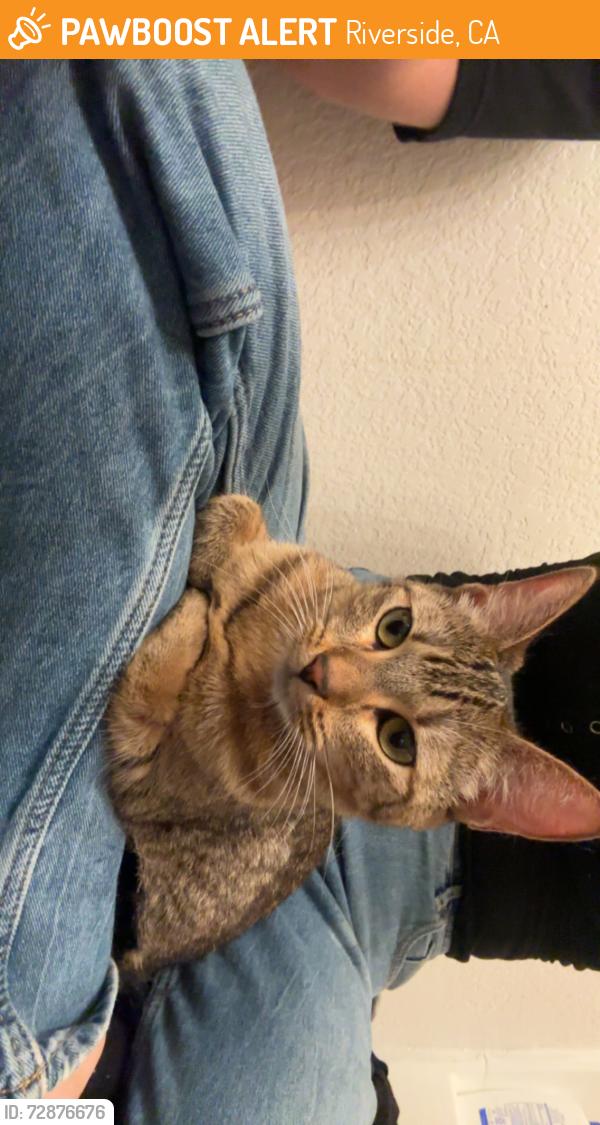 Found/Stray Unknown Cat last seen Near 91, Riverside, CA 92501