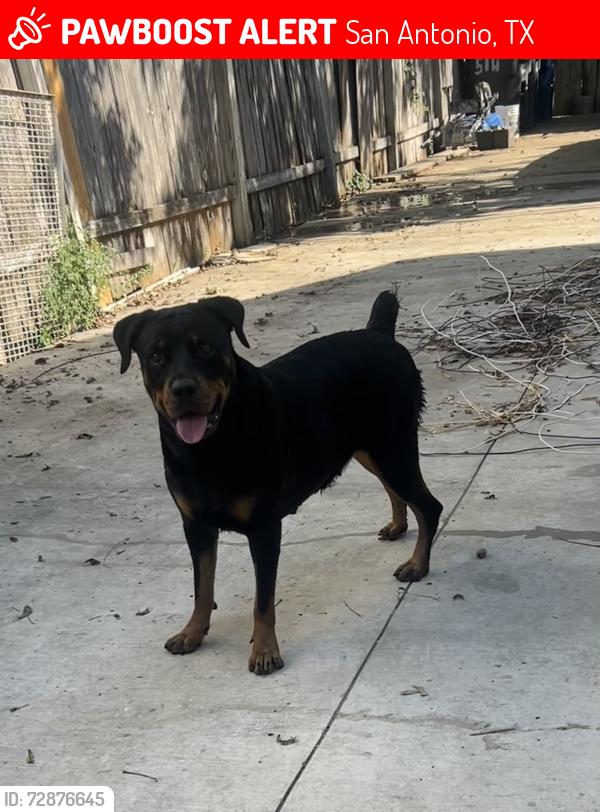 Lost Female Dog last seen Near e locust , San Antonio, TX 78212