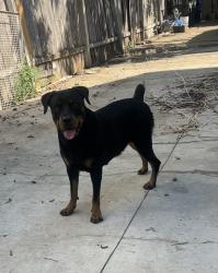 Lost Female Dog last seen Near e locust , San Antonio, TX 78212