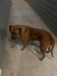 Found/Stray Male Dog last seen Current apmts , Corpus Christi, TX 78410