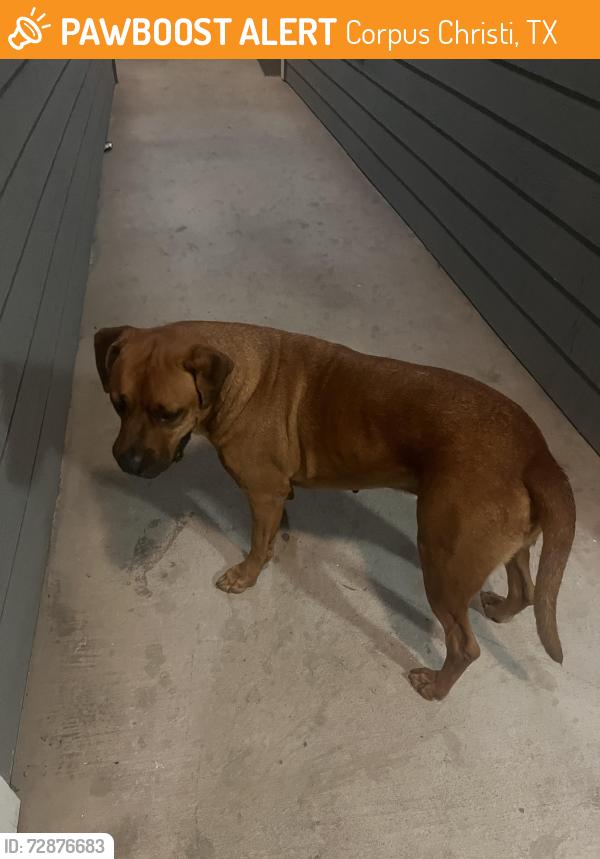 Found/Stray Male Dog last seen Current apmts , Corpus Christi, TX 78410