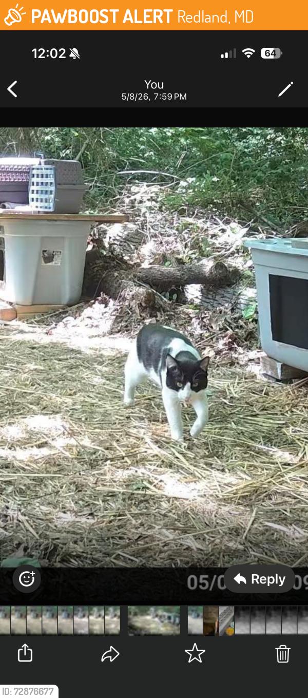 Found/Stray Unknown Cat last seen Cambourne and Amity Road Gaithersburg , Redland, MD 20877
