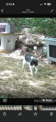 Found/Stray Unknown Cat last seen Cambourne and Amity Road Gaithersburg , Redland, MD 20877