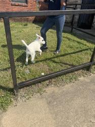 Lost Female Dog last seen Boyl, Memphis, TN 38114