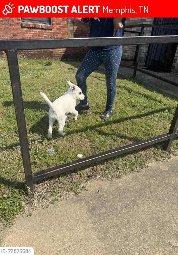 Lost Female Dog last seen Boyl, Memphis, TN 38114