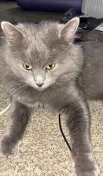 Lost Male Cat last seen Navajo Rd, Algonquin Rd, Apple Valley, CA 92308