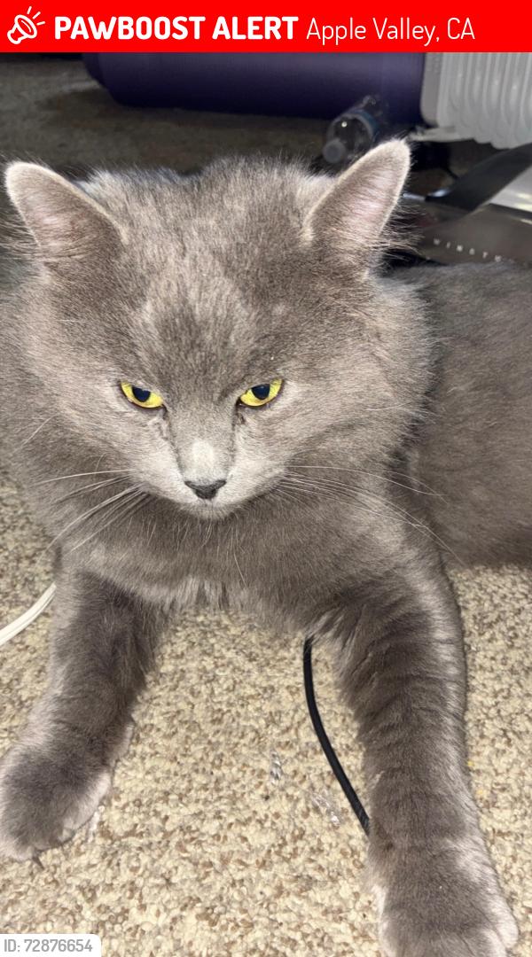 Lost Male Cat last seen Navajo Rd, Algonquin Rd, Apple Valley, CA 92308