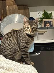 Lost Male Cat last seen Gosford rd & Taft hwy, Bakersfield, CA 93313