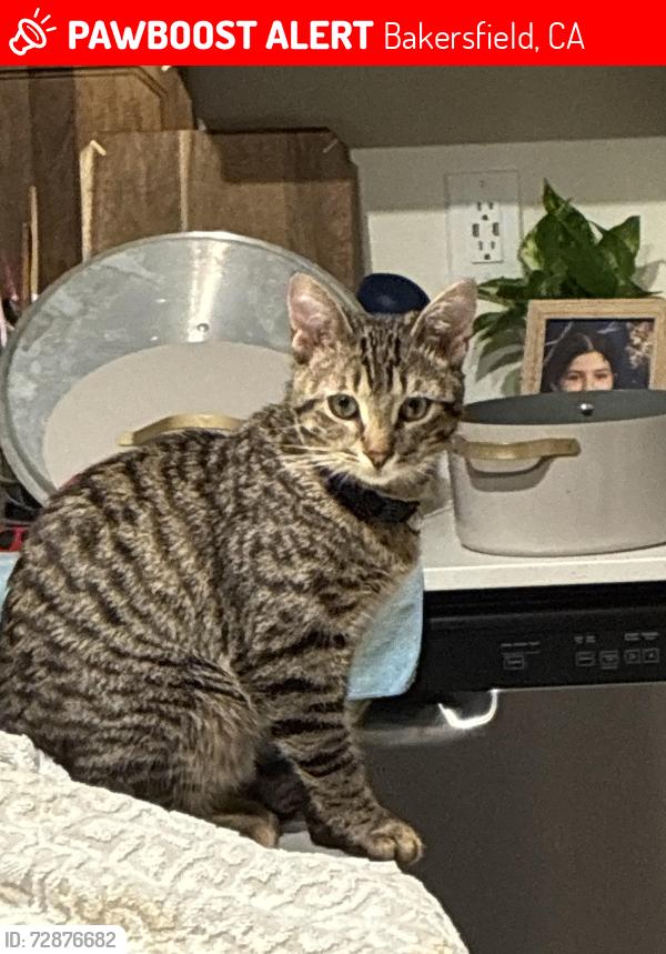 Lost Male Cat last seen Gosford rd & Taft hwy, Bakersfield, CA 93313