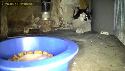 Found/Stray Unknown Cat last seen Mesa dr, Mesa, AZ 85210