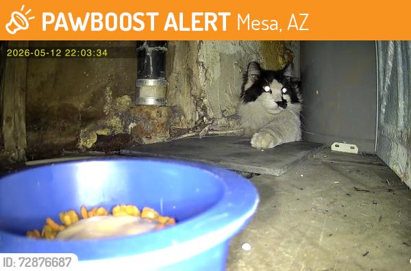 Found/Stray Unknown Cat last seen Mesa dr, Mesa, AZ 85210