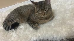 Lost Male Cat last seen Fraser highway , Surrey, BC V3V 5X4