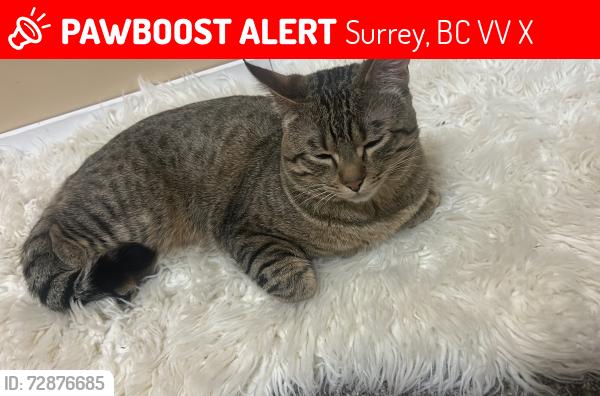 Lost Male Cat last seen Fraser highway , Surrey, BC V3V 5X4