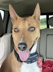Lost Male Dog last seen Peninsula , Granbury, TX 76048