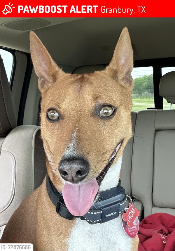 Lost Male Dog last seen Peninsula , Granbury, TX 76048