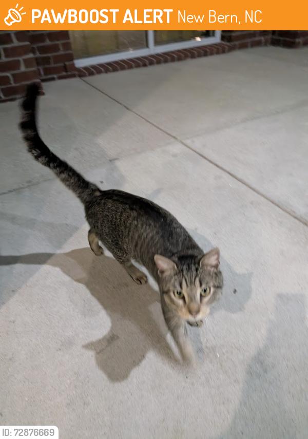 Found/Stray Unknown Cat last seen M.L.K/Hotel Drive, New Bern, NC 28562