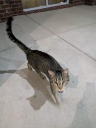 Found/Stray Unknown Cat last seen M.L.K/Hotel Drive, New Bern, NC 28562