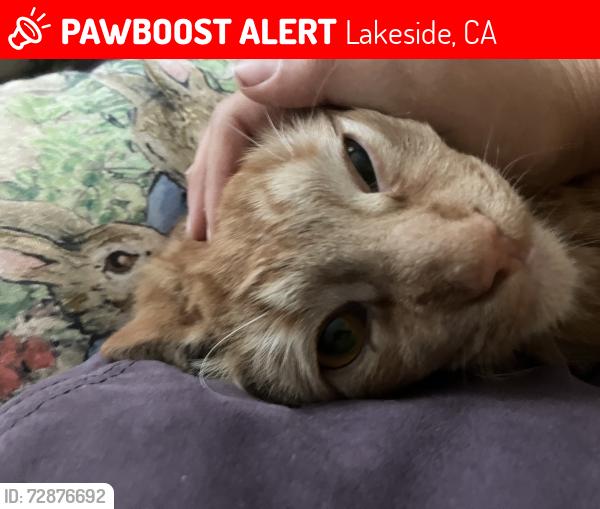 Lost Male Cat last seen Laurel st , Lakeside, CA 92040