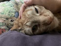 Lost Male Cat last seen Laurel st , Lakeside, CA 92040
