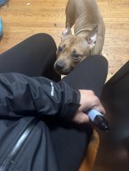 Lost Female Dog last seen Clendenny Ave , Jersey City, NJ 07304