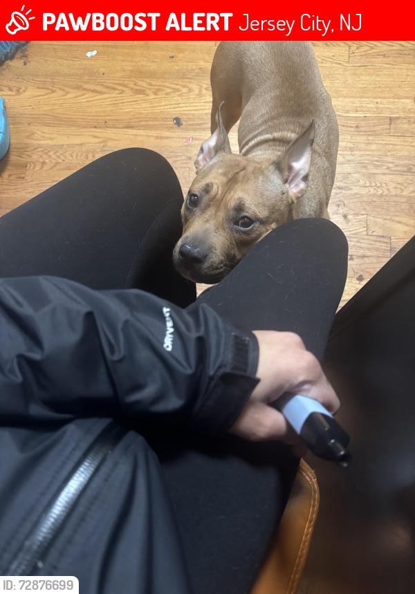 Lost Female Dog last seen Clendenny Ave , Jersey City, NJ 07304