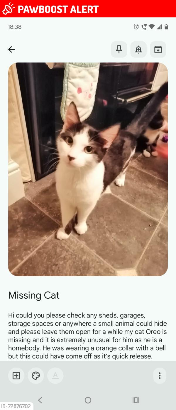 Lost Male Cat last seen Millner ings, Wyke, England BD12 8DT