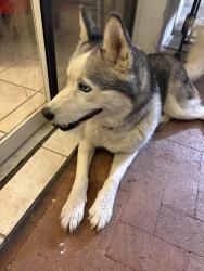 Found/Stray Female Dog last seen Grant and swan, Tucson, AZ 85712