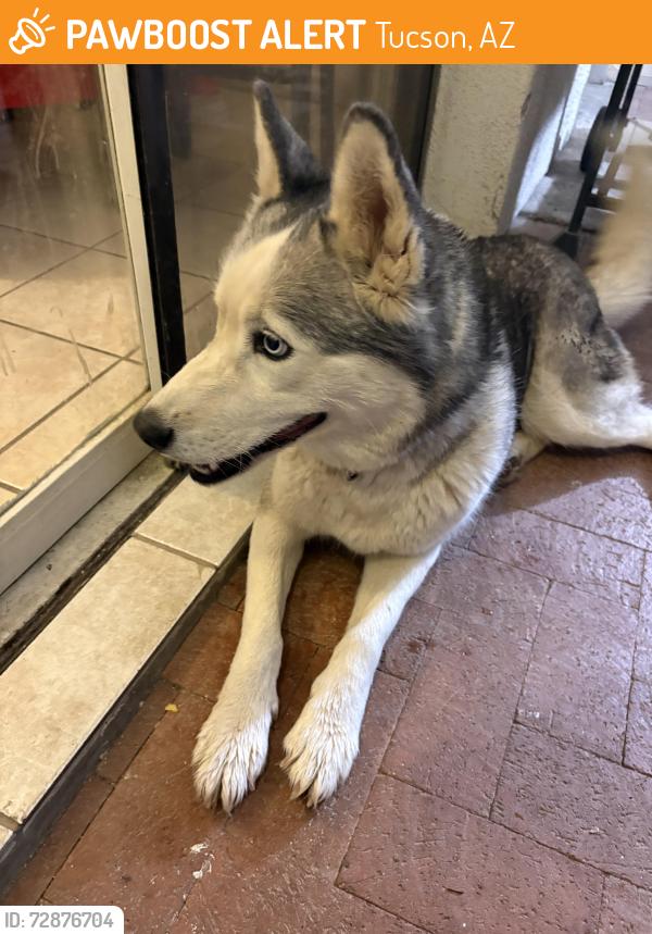 Found/Stray Female Dog last seen Grant and swan, Tucson, AZ 85712