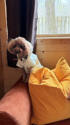 Lost Male Dog last seen McDonald , Newton, MA 02459