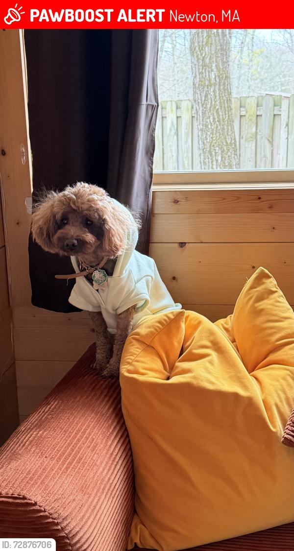 Lost Male Dog last seen McDonald , Newton, MA 02459