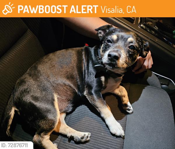 Found/Stray Male Dog last seen Shannon Ranch neighborhood, Visalia, CA 93291