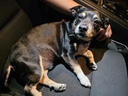 Found/Stray Male Dog last seen Shannon Ranch neighborhood, Visalia, CA 93291